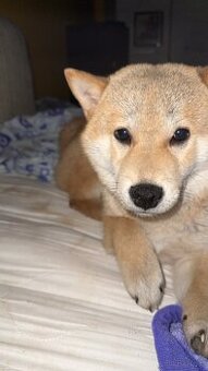 Piesek Shiba Inu