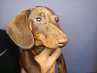 Jamnik krótkowłosy czekoladowy podpalany