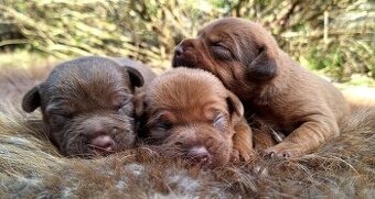 Szczeniaki Patterdale Terrier ZKWP FCI