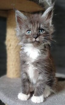 Maine Coon kotka rodowód fpl