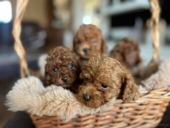 Toy Pudel – piękne szczenięta