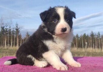 Urocza Suczka BORDER COLLIE z Hodowli - Rasowa z pełną dok.