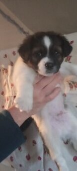 Oddam szczeniaki mieszance