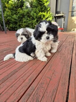 Domowe Czarusie pieski Shih-Tzu