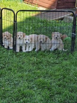 Maltipoo F1