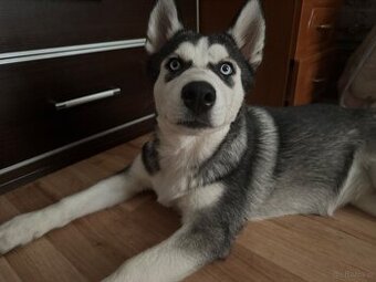 Śliczny Syberian husky szczenię z rodowodem