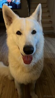 Biały Owczarek Szwajcarski