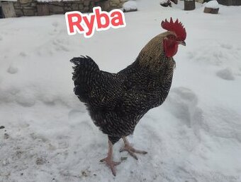 Sprzedam koguty