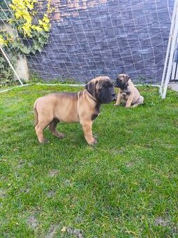 Bulmastif/ Bullmastiff s PP