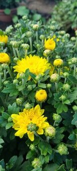 chryzantemy