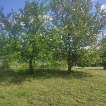 Działka rekreacyjna Rod Pszczółka Gliwice Łabędy