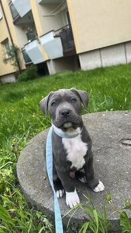 Amstaff Szczeniak