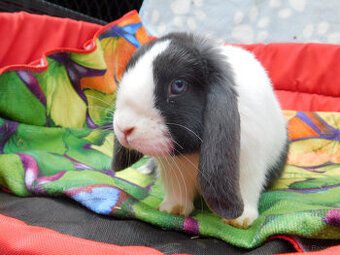 Baranek niebiesko - biały mini lop