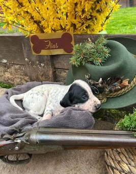 Wyżła owerniackiego (Auvergne Pointer, FCI)