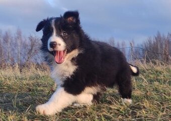 Szczenię BORDER COLLIE z Hodowli - Rasowy pies z pełną dok.