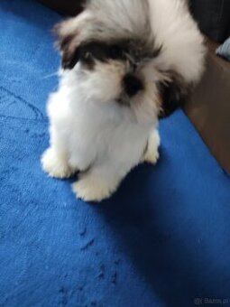 Suczka Shih-tzu