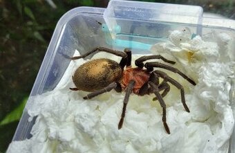 Dorosła samica Bumba horrida pająk ptasznik