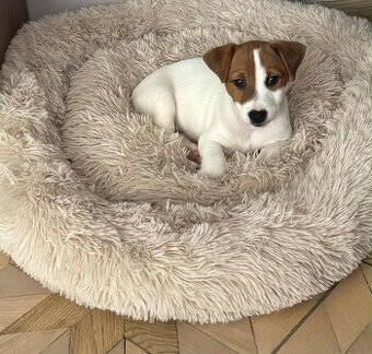 Jack Russell Terrier
