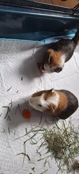 Dwa samce świnki morskiej wraz z wyposażeniem