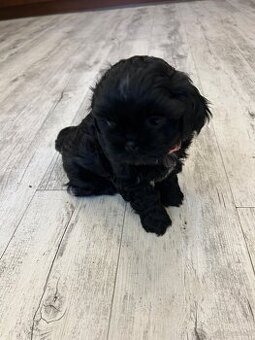 Shihtzu