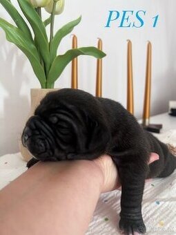 Buldog Staroangielski - Old English Bulldog