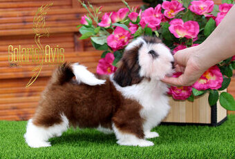 SHIH TZU