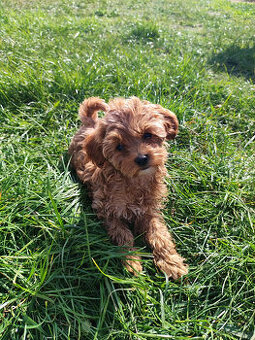 Sprzedam szczeniaki rasy pudel toy