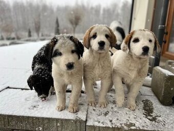 Szczeniaki owczarka środkowoazjatyckiego.