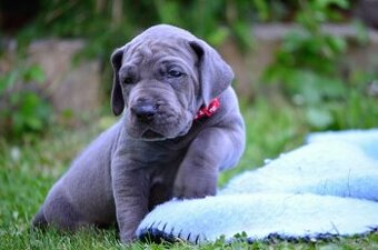 Niebieski dog niemiecki