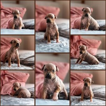 Amerykánski terier bezwłosy