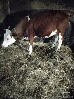 Sprzedam jałówkę cielną