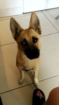 Sprzedam suczkę krzyzowka husky i owczarka belgijskiego mala