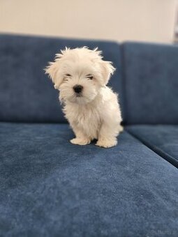 Sprzedam maltańczyka