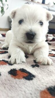 Szczeniak West Highland White Terrier