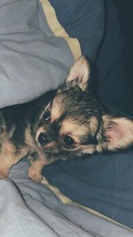 Chichuahua