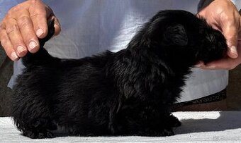 Terier Szkocki Scottish Terrier  piesek FCI