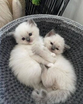 Kocięta rasy ragdoll na sprzedaż