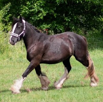 Shire horse
