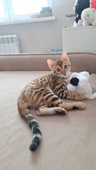 Kocięta bengalskie na sprzedaż