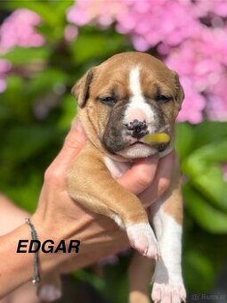 Amstaff - 1
