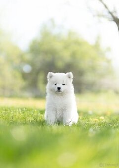 Samojed z FCI/PP – urodzone szczenięta z wyjątkowego skojarz - 1