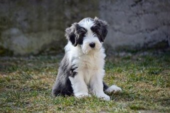 Bearded Collie