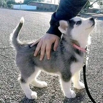 Szczenięta syberyjskiego husky szukają domu.