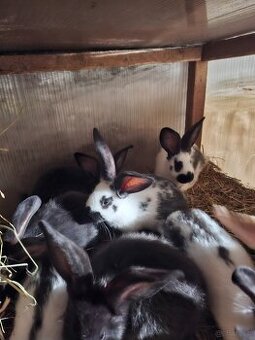 Sprzedam króliki mieszance srokacz i belg