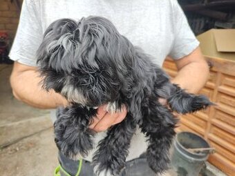 Suczka Shih-tzu