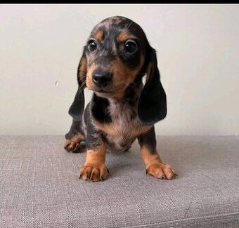 Szczenięta rasy jamnik do adopcji.