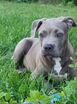 American bully XL