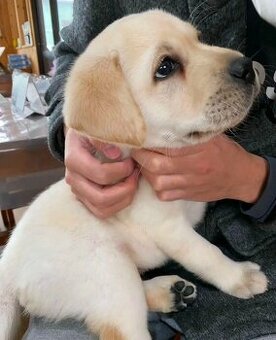 Szczenięta labradora retrievera szukają domu.