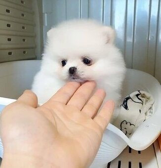 Szczenięta rasy pomeranian do adopcji.