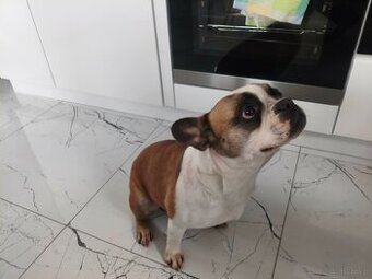 Sprzedam Buldoga Francuskiego suczka